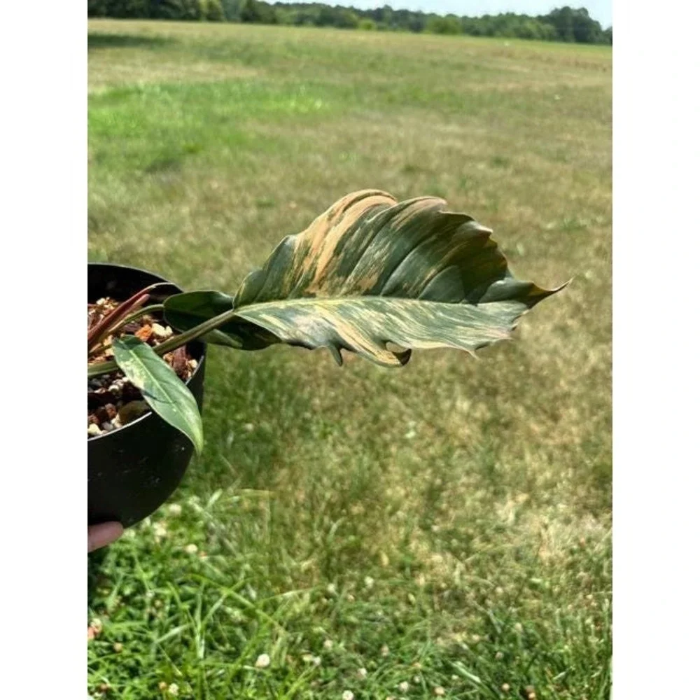 Philodendron Caramel Marble Variegated Exact Live Rooted Plant - US Seller - C1
